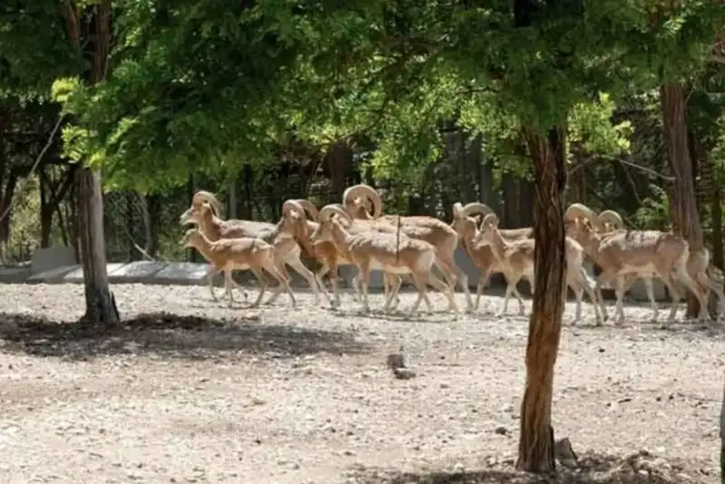 خشکسالی‌ کل و قوچ‌ها را به معابر شهری کشاند