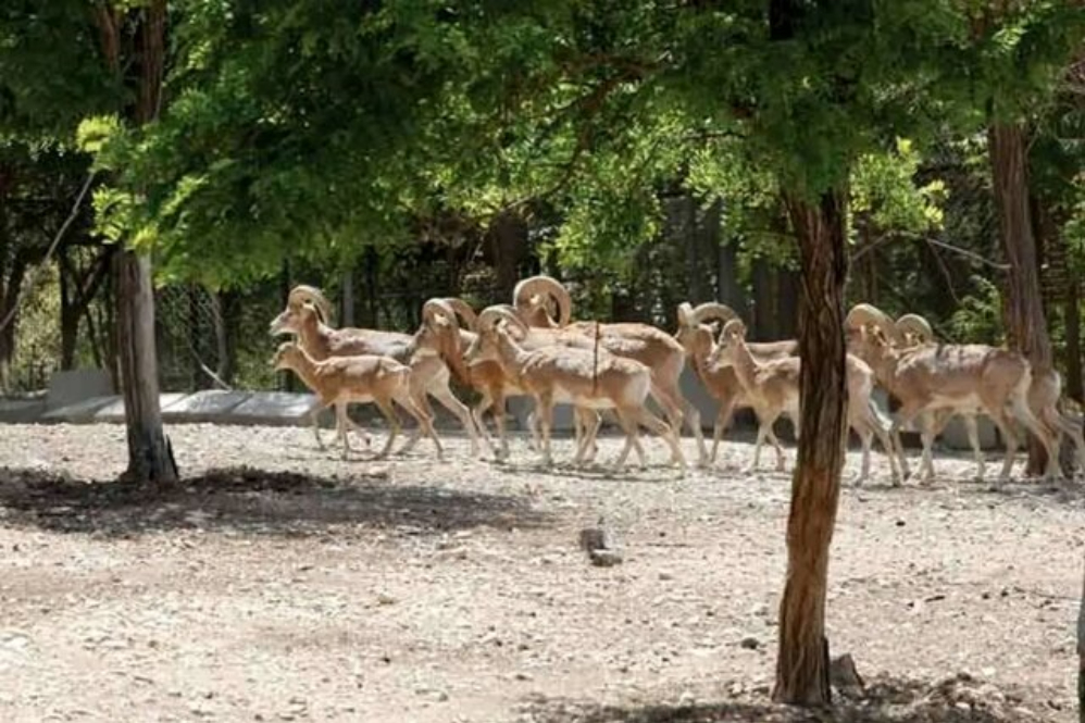 خشکسالی‌ کل و قوچ‌ها را به معابر شهری کشاند