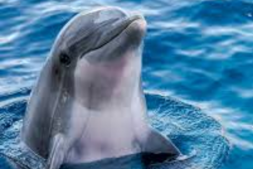 دوستی دلفین‌ها به نفع آنهاست