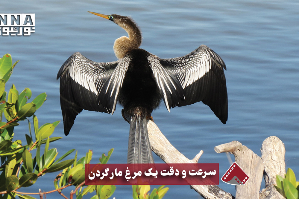 نورنما | سرعت و دقت یک مرغ مار گردن