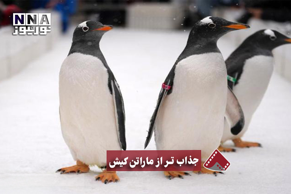 نورنما | جذاب‌تر از مارتن کیش