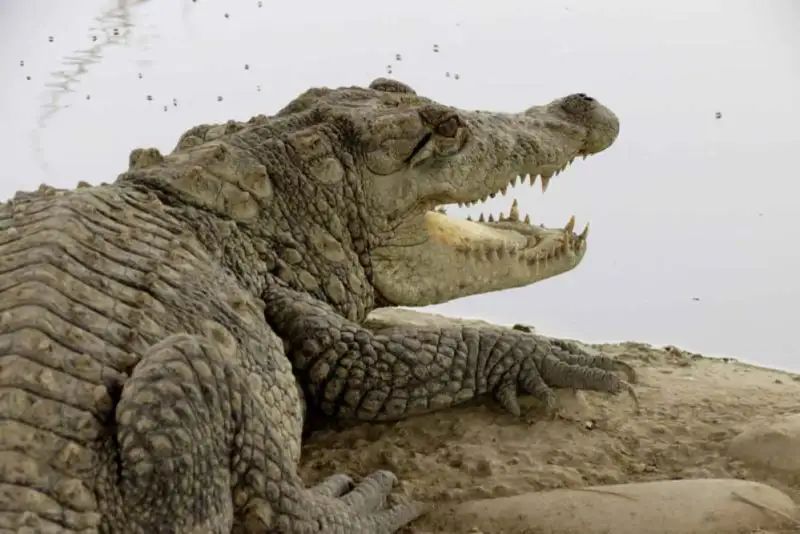 هشدار به سیستان و بلوچستانی ها/ مراقب گاندوها باشید