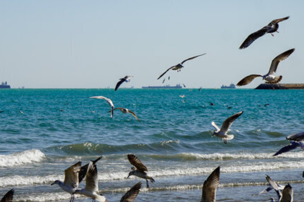 طريقة جديدة لحل المشاكل البيئية والاقتصادية في الخليج الفارسي