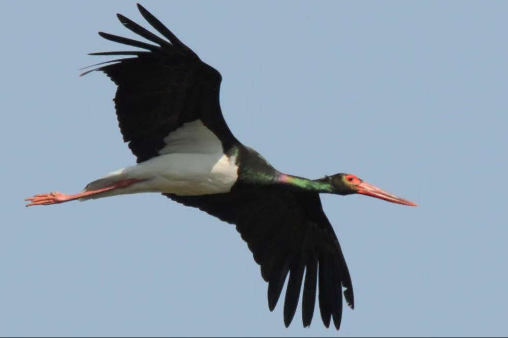 بازگشت مهمانی نادر پس از هفت سال به شهرستان زهک