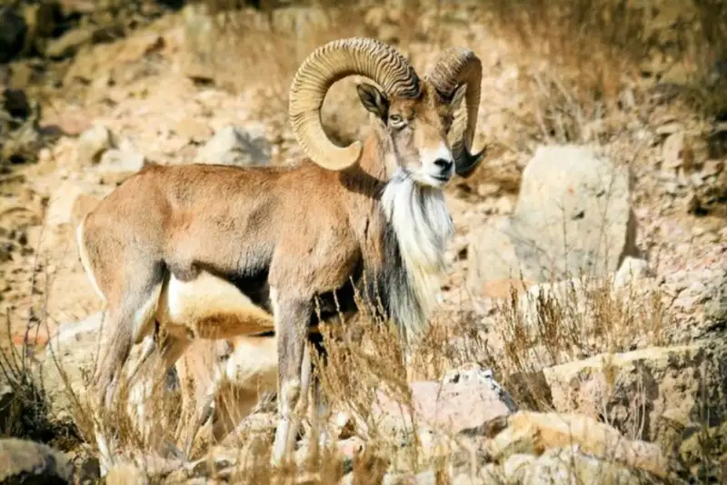 با مصوبه شورای عالی محیط‌زیست؛ 3 منطقه جدید تحت حفاظت قرار گرفت