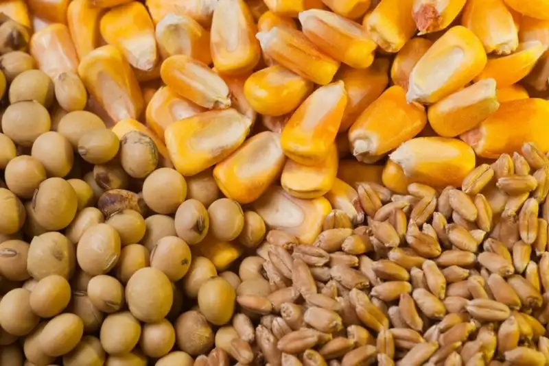 نهاده دامی مورد نیاز کشور تا پایان سال تامین است