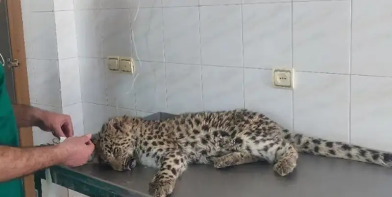 زنده گیری پلنگ 6 ساله شهمیرزاد