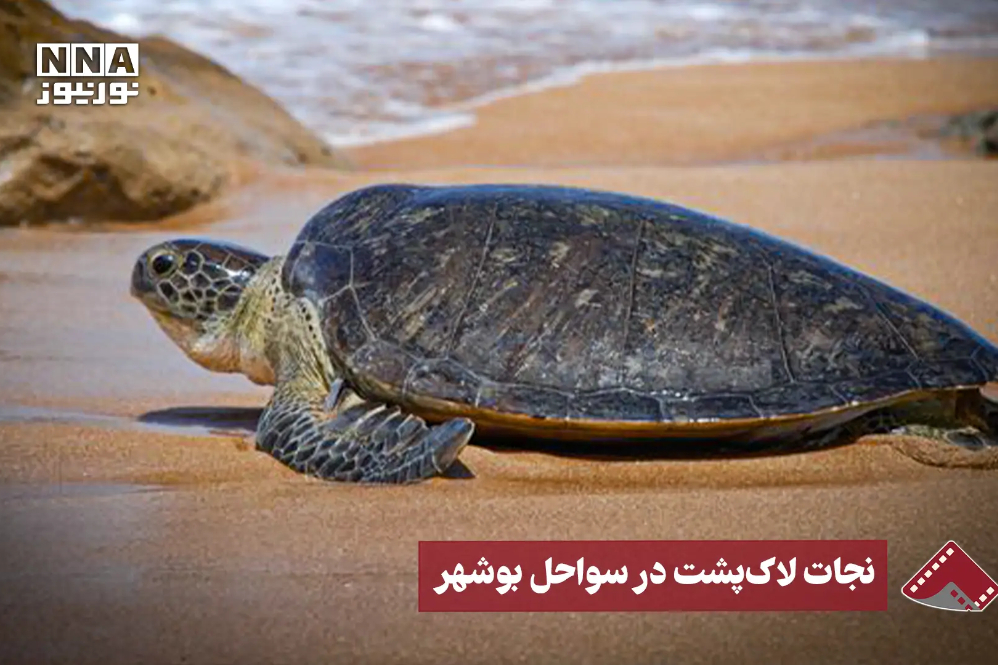 نورنما | نجات لاک‌پشت در سواحل بوشهر