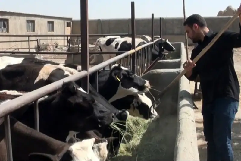 خبر مهم معاون وزارت جهاد برای مرغداران و دامداران