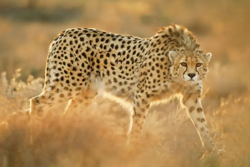 2 یوز آسیایی در پارک ملی توران دیده شدند