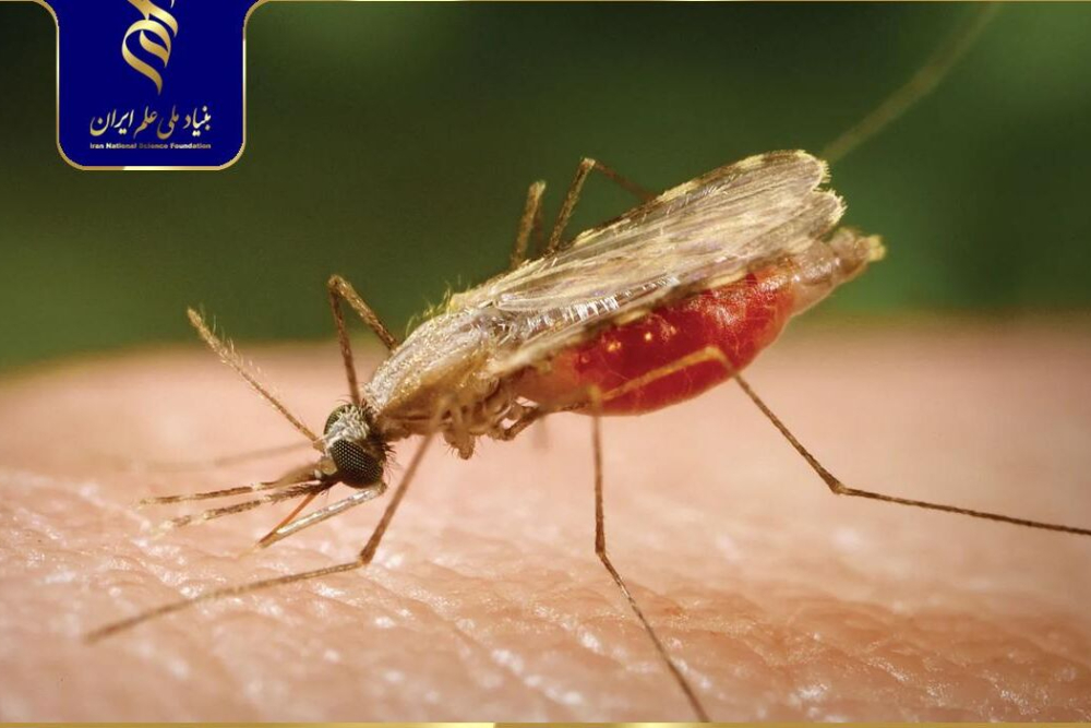 طرح پژوهشگر ایرانی برای کاهش انتقال بیماری مالاریا