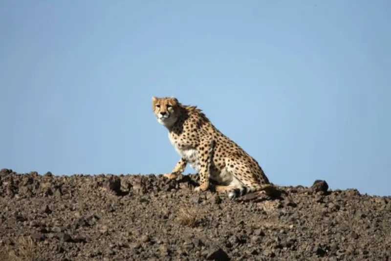 مشاهده یک قلاده یوزپلنگ آسیایی در میاندشت