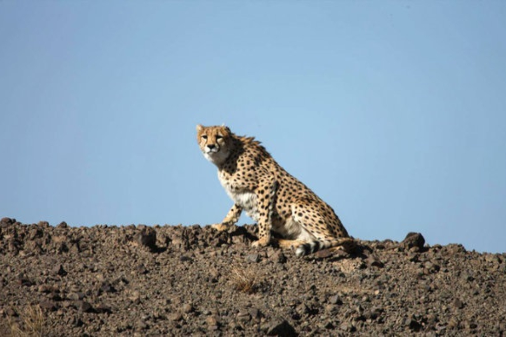 مشاهده یک قلاده یوزپلنگ آسیایی در میاندشت