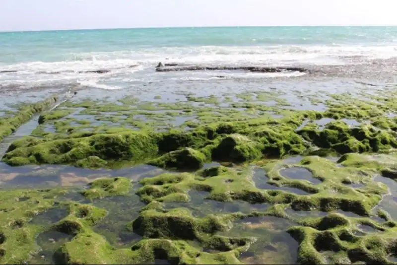 هوای پاک؛ سرعت نابودی بزرگترین صخره دریایی را افزایش داده است!