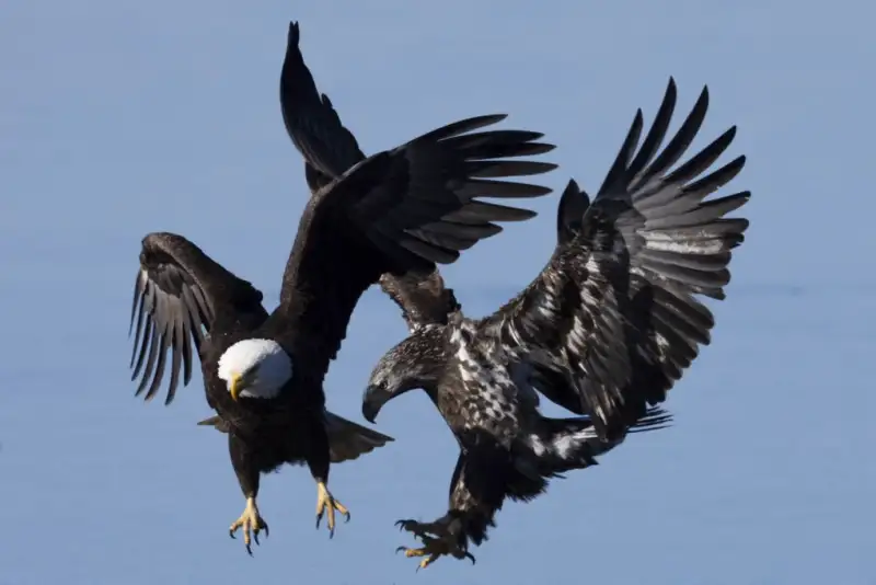 عکس های منتخب حیات وحش هفته جهان