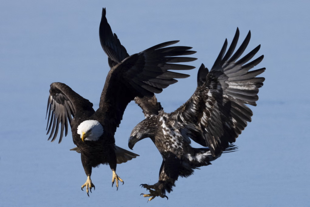 عکس های منتخب حیات وحش هفته جهان