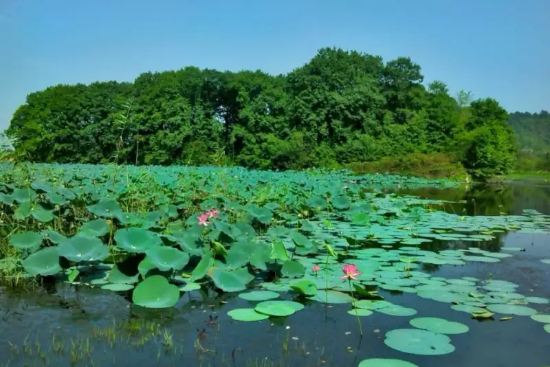 بیشتر تالاب‌های گیلان در شرایط بحرانی هستند