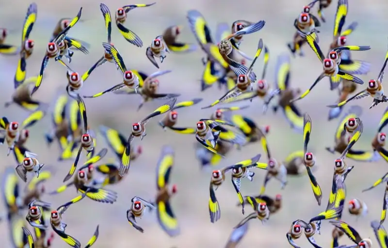 عکس های منتخب حیات وحش هفته جهان