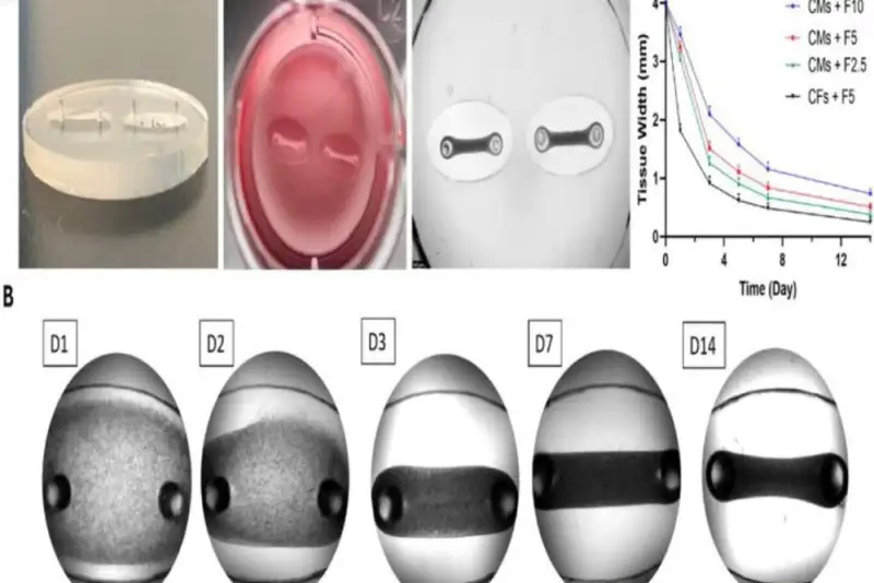 دستاورد پزشکی نوین؛ محقق ایرانی بافت سه‌بعدی قلب را ابداع کرد