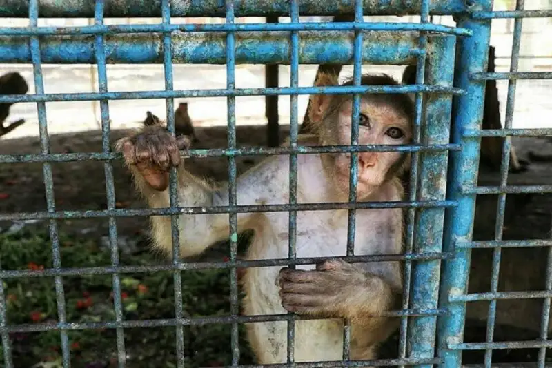 باغ‌وحش هویزه پلمپ شد