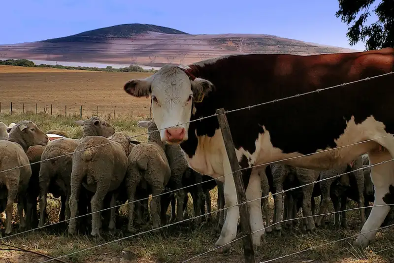 قیمت دام زنده امروز 19 بهمن 1404 + جدول