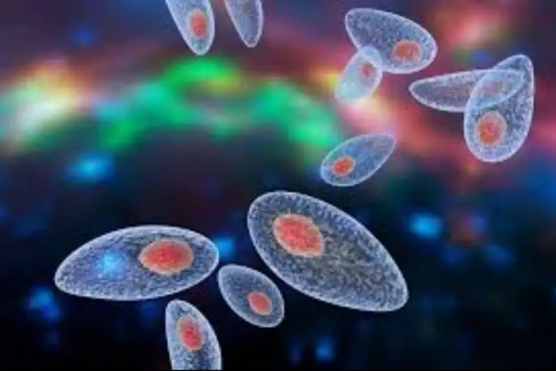 انگل «توکسوپلاسما» در مغز بسیار فعال است!