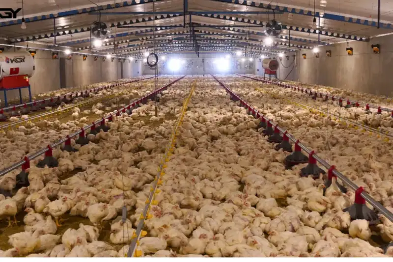 بحران مرغ، جوجه‌ها در چاه و قیمت‌ها در مسیر صعود