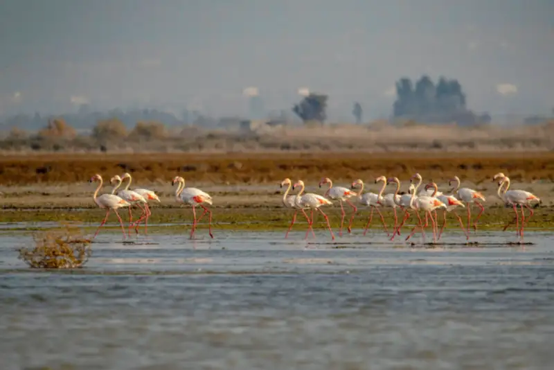 تمدید 3 ساله مرکز منطقه‌ای کنوانسیون رامسر در ایران