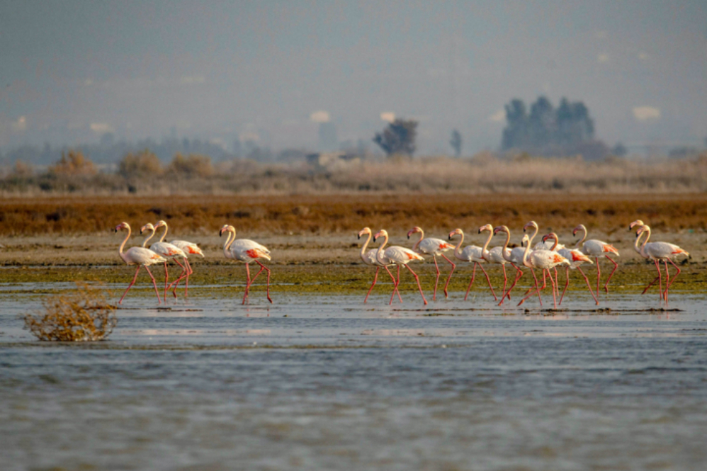 تمدید 3 ساله مرکز منطقه‌ای کنوانسیون رامسر در ایران