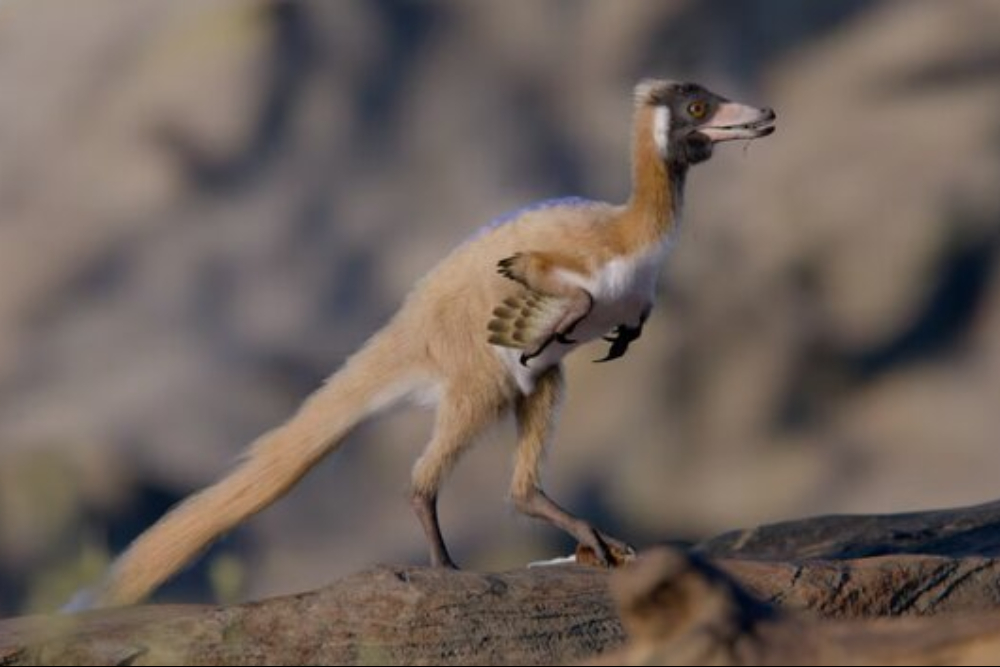 کشف عجیب فسیل «آلناشتری»؛ دایناسوری اندازه یک کلاغ