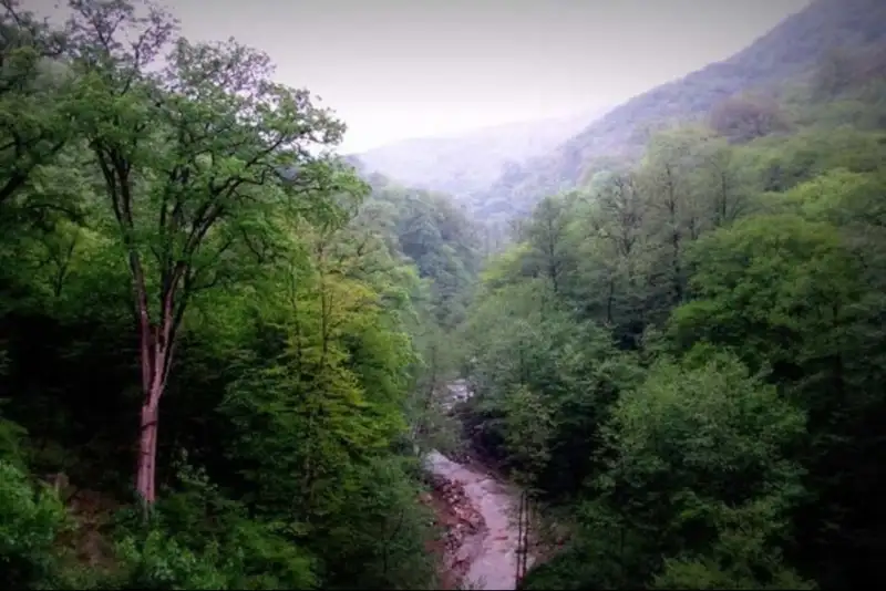 ماجرای مفقود شدن 3 جوان اراکی  در جنگل‌های الیمالات شهرستان نور