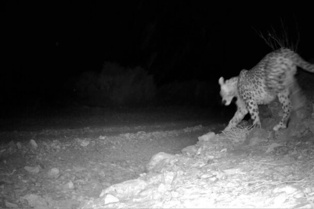 ثبت تصویر دو قلاده پلنگ در ارتفاعات سولقان