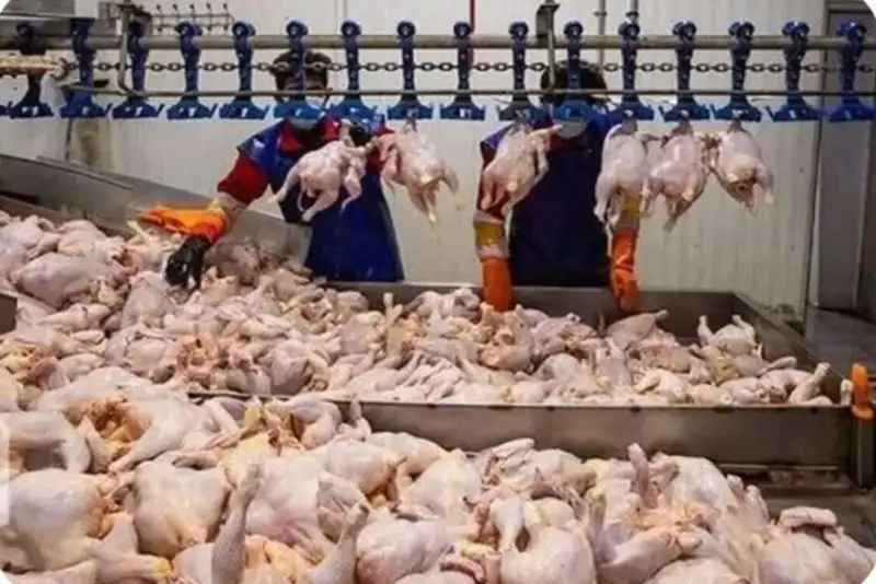 10هزار تن گوشت گرم مرغ در آذربایجان غربی توزیع شد