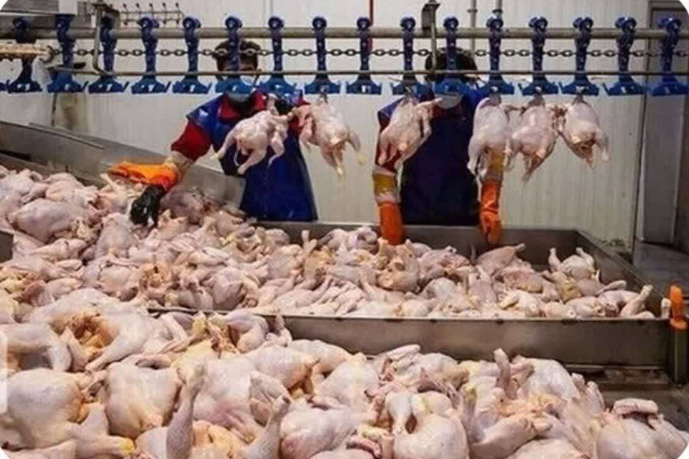 10هزار تن گوشت گرم مرغ در آذربایجان غربی توزیع شد