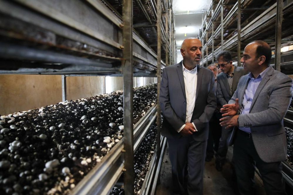 تولید و توزیع مواد غذایی در روزهای اخیر بدون اختلال ادامه یافته است