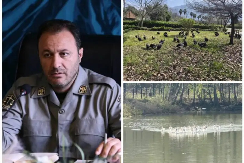 چرا پرندگان باغ لویزان به نمک‌آبرود منتقل شدند؟