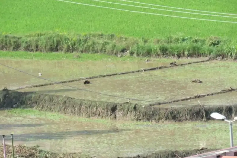 سیل 170 میلیارد به کشاورزی سوادکوه خسارت زد/  20 سردهنه تخریب شد