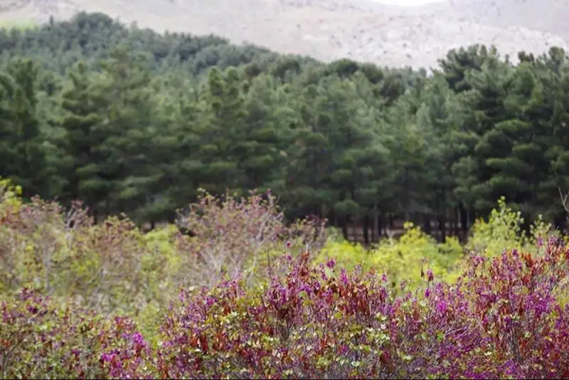 بوستان جنگلی سرخه‌حصار تاپایان جنگ تعطیل می‌ماند