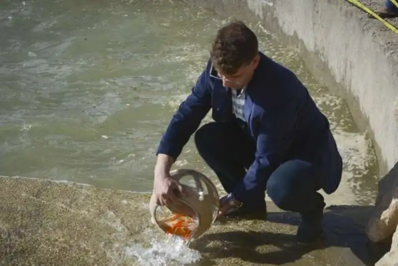 ماهی‌های قرمز را در منابع آبی کشور رها نکنید