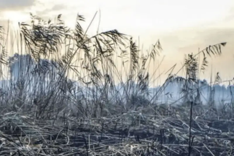 انتقاد از نحوه برخورد نهادهای بین‌المللی با تبعات زیست‌محیطی حمله به ایران