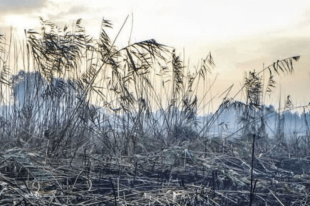 انتقاد از نحوه برخورد نهادهای بین‌المللی با تبعات زیست‌محیطی حمله به ایران