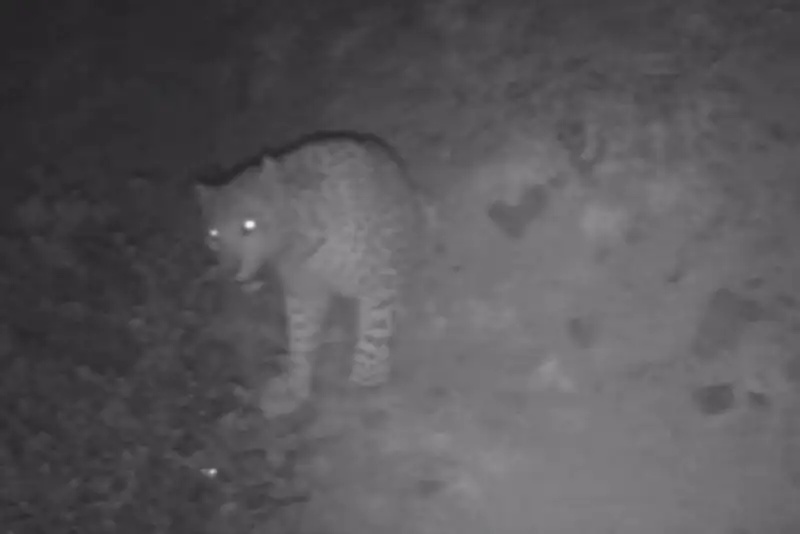 ثبت تصویر پلنگ ایرانی در ارتفاعات رودبار