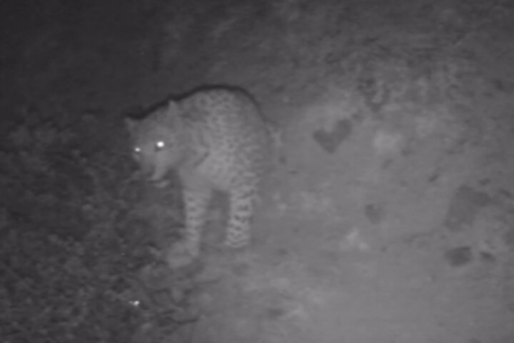 ثبت تصویر پلنگ ایرانی در ارتفاعات رودبار