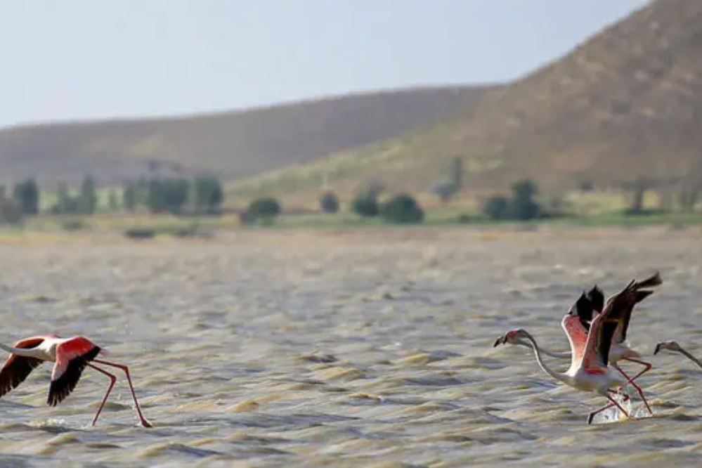 تالاب آق‌گل پس از سال‌ها خشکسالی دوباره جان گرفت
