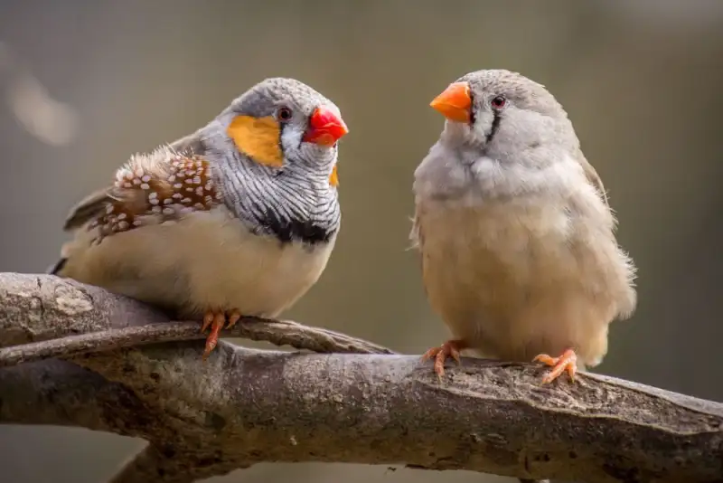 تشابه نوزاد انسان و فنچ راه‌راه در یادگیری صداها