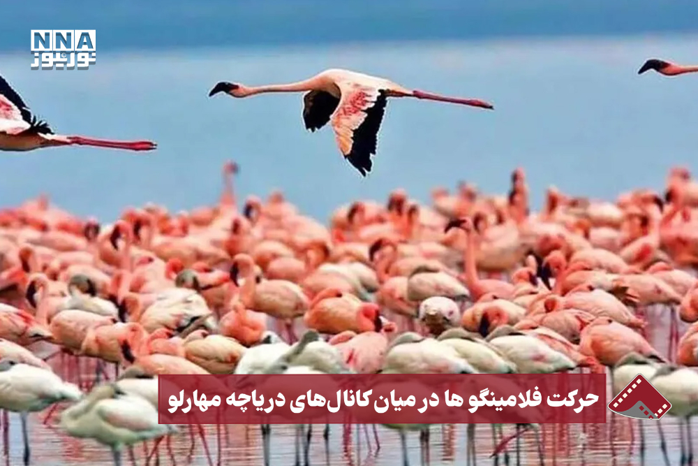 نورنما | حرکت فلامینگو ها در میان کانال های دریاچه مهارلو
