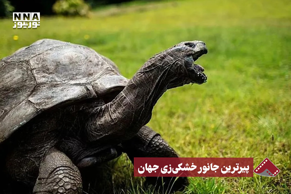 نورنما | پیرترین جانور خشکی زی جهان