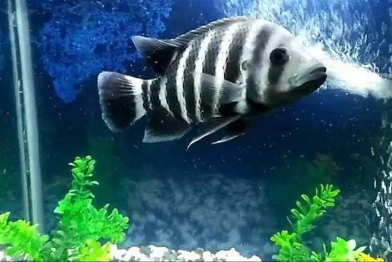 ماهی گورخری، کلید تازه درمان سرطان خون
