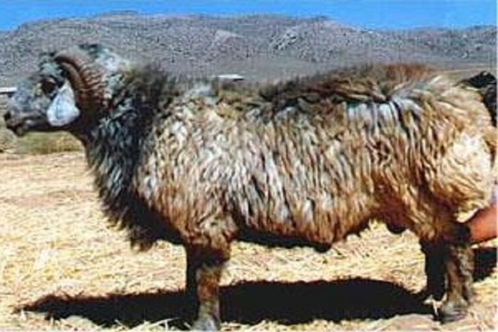 پرونده «گوسفند کبوده پاسارگاد» برای ثبت جهانی در فائو نهایی شد