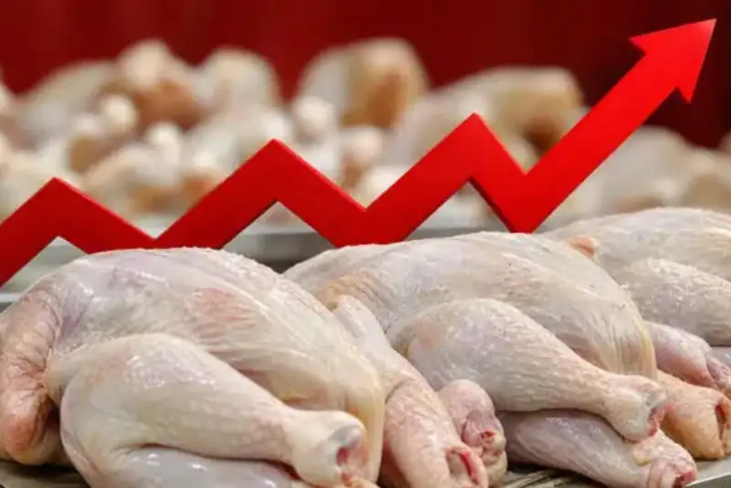 قیمت جدید مرغ اعلام شد؛ احتمال افزایش نرخ از فردا